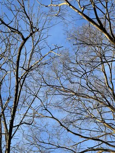 Bare branches paint against a vibrant winter sky.